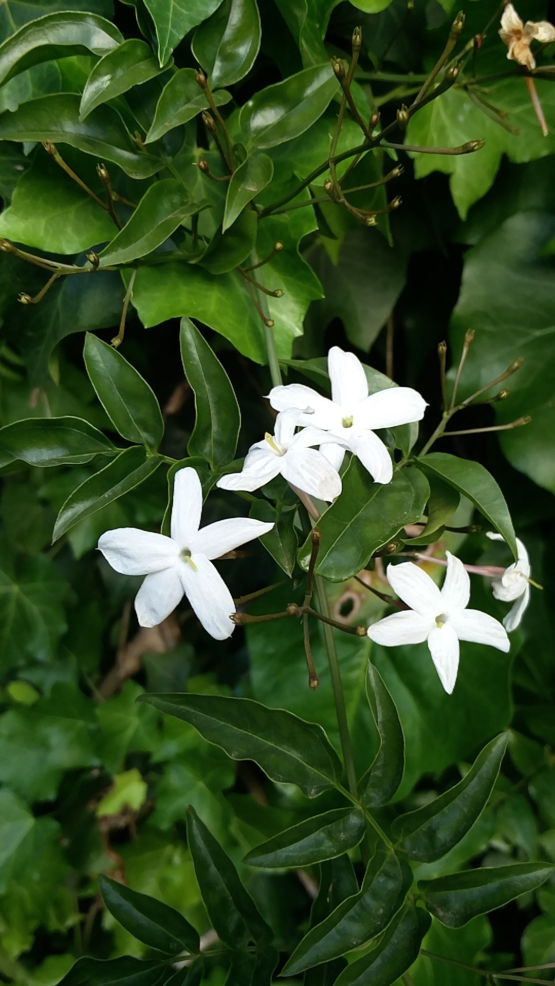 Jasminum polyanthum - Wikipedia