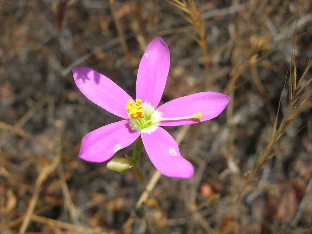 Zeltnera venusta PictureThis