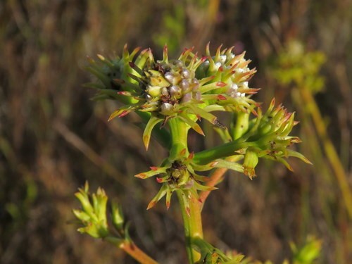 Serruria elongata PictureThis