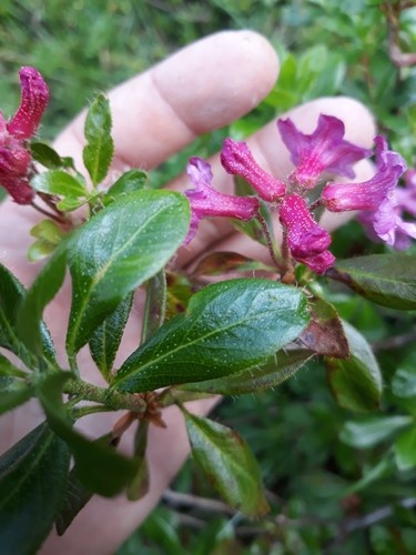 Alpine rose (Rhododendron hirsutum) - PictureThis