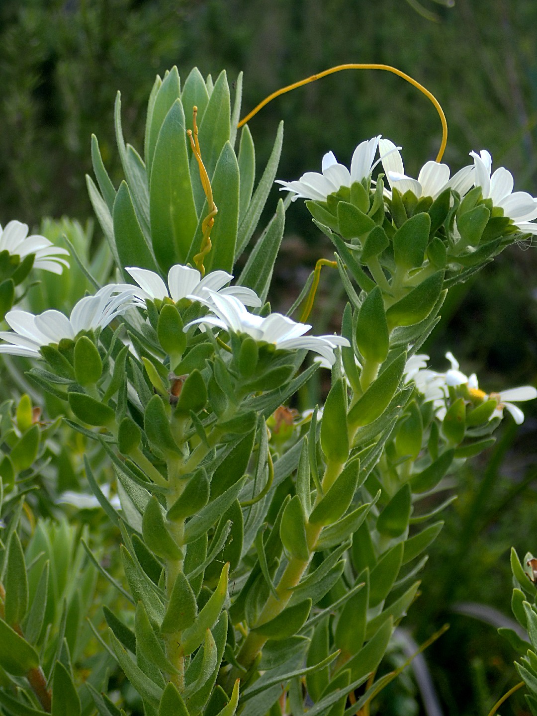 Osmitopsis asteriscoides PictureThis