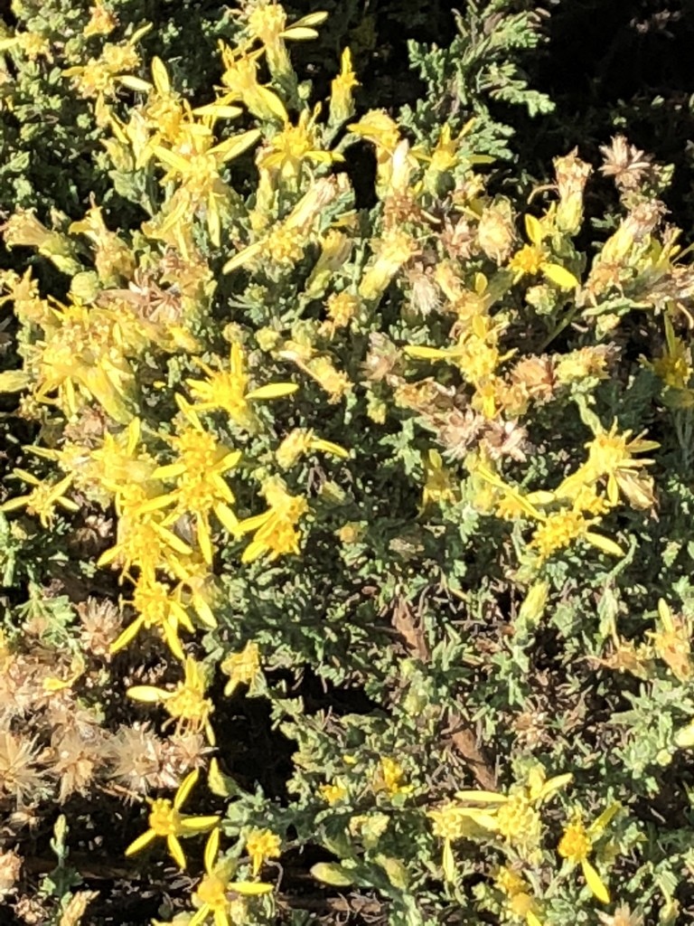 Arbustos de trementina (Ericameria)