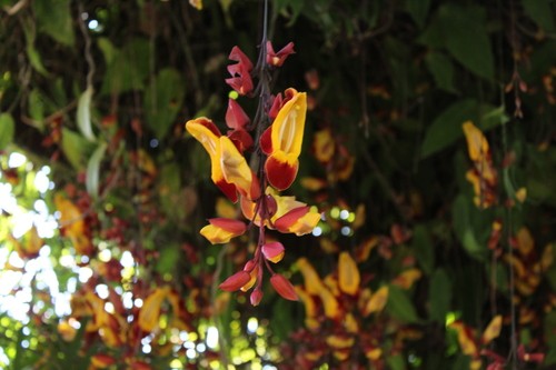 ツンベルギアマイソレンシス レア 希少 ツンベルギアマイソレンシス