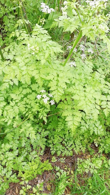 Graines De Cerfeuil Commun (Anthriscus Cerefolium) - 8000 Graines - Herbe Aromatique Pour Cuisine Française