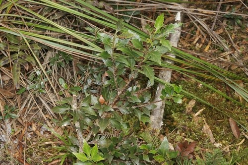 Pinos de apio (Phyllocladus)