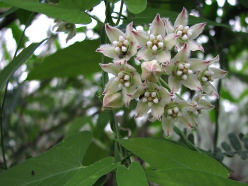 Bejuco de reja (Funastrum cynanchoides) - PictureThis