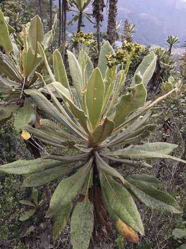 Espeletiopsis PictureThis