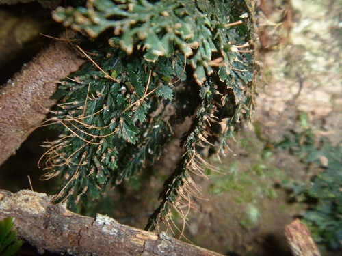 Abrodictyum dentatum PictureThis