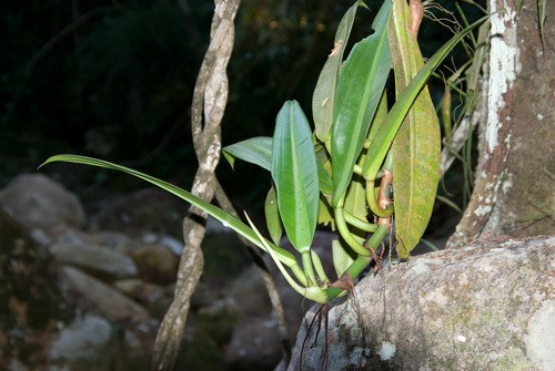 philodendron birkin hybrid Philodendron Birkin main image 0
