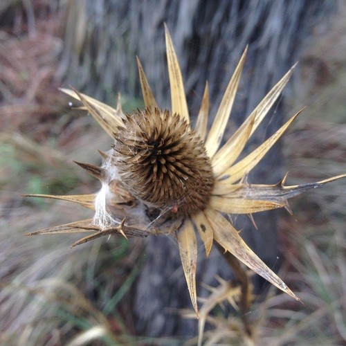 Eryngium proteiflorum PictureThis