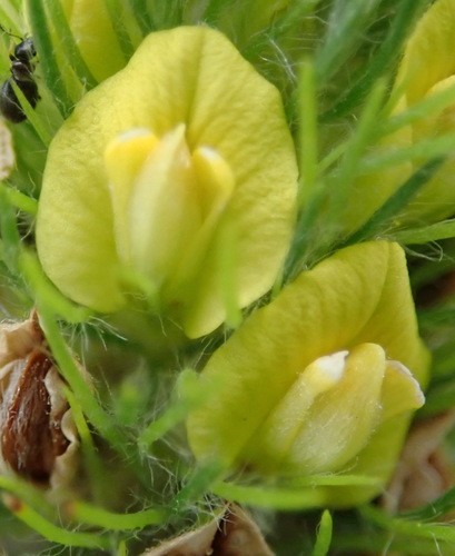 Aspalathus alopecurus PictureThis