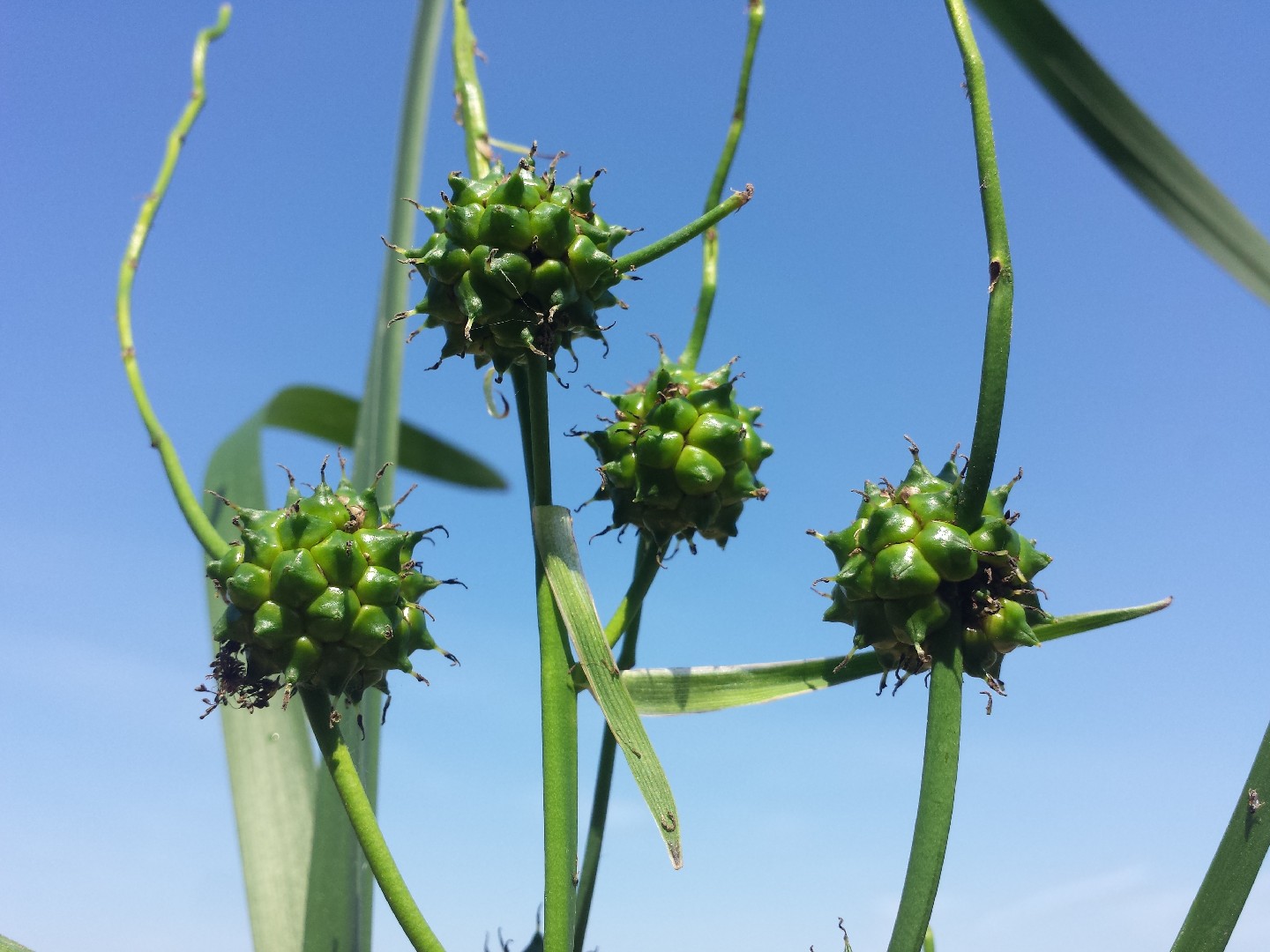 Common bur-reed (Sparganium erectum) Flower, Leaf, Care, Uses - PictureThis