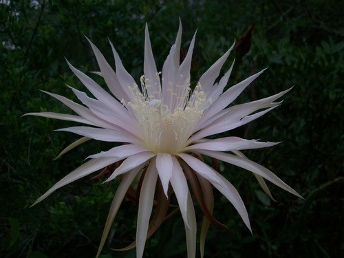 How to Grow and Care for Vine-like moonlight cactus