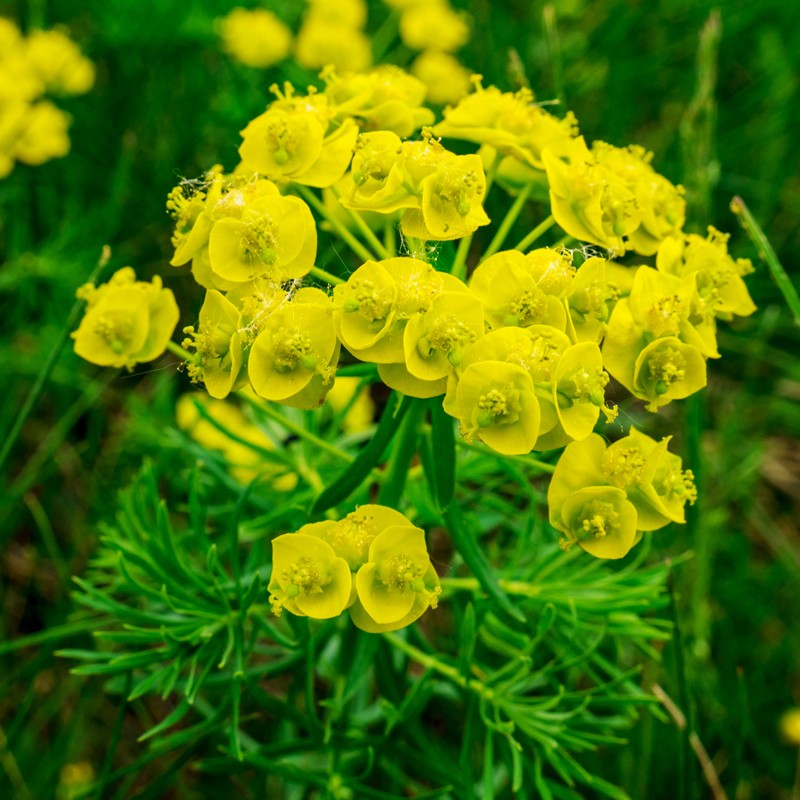 Image of Close-up of cypress spurge flowers