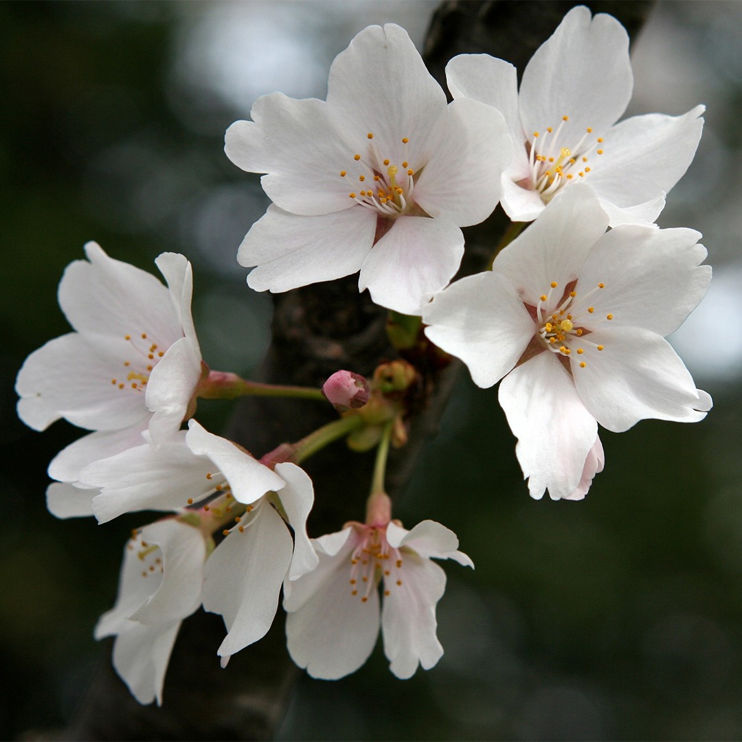 Compre árbol Artificial Blanco Grande Interior De Sakura De La