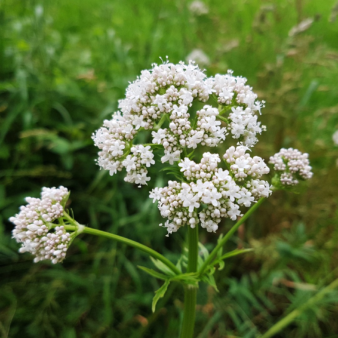 officinalis)　セイヨウカノコソウ　花言葉，毒性，よくある質問　(Valeriana　PictureThis