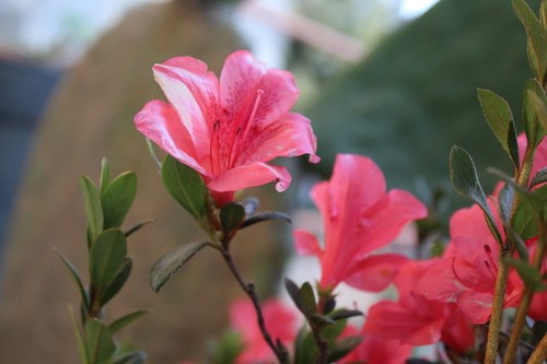 Azalea (Rhododendron indicum) - PictureThis