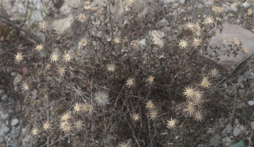Brickellia veronicifolia PictureThis