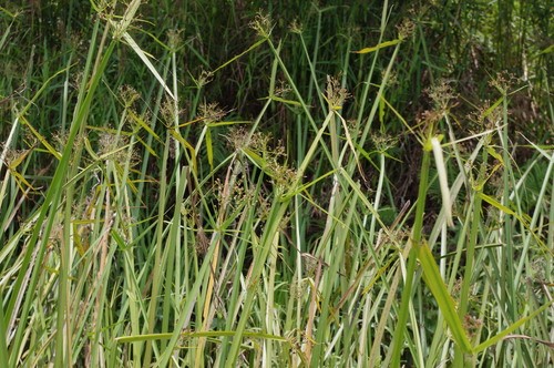 Bullrush Invasive Giant bulrush Care (Watering, Fertilize, Pruning, Propagation ...
