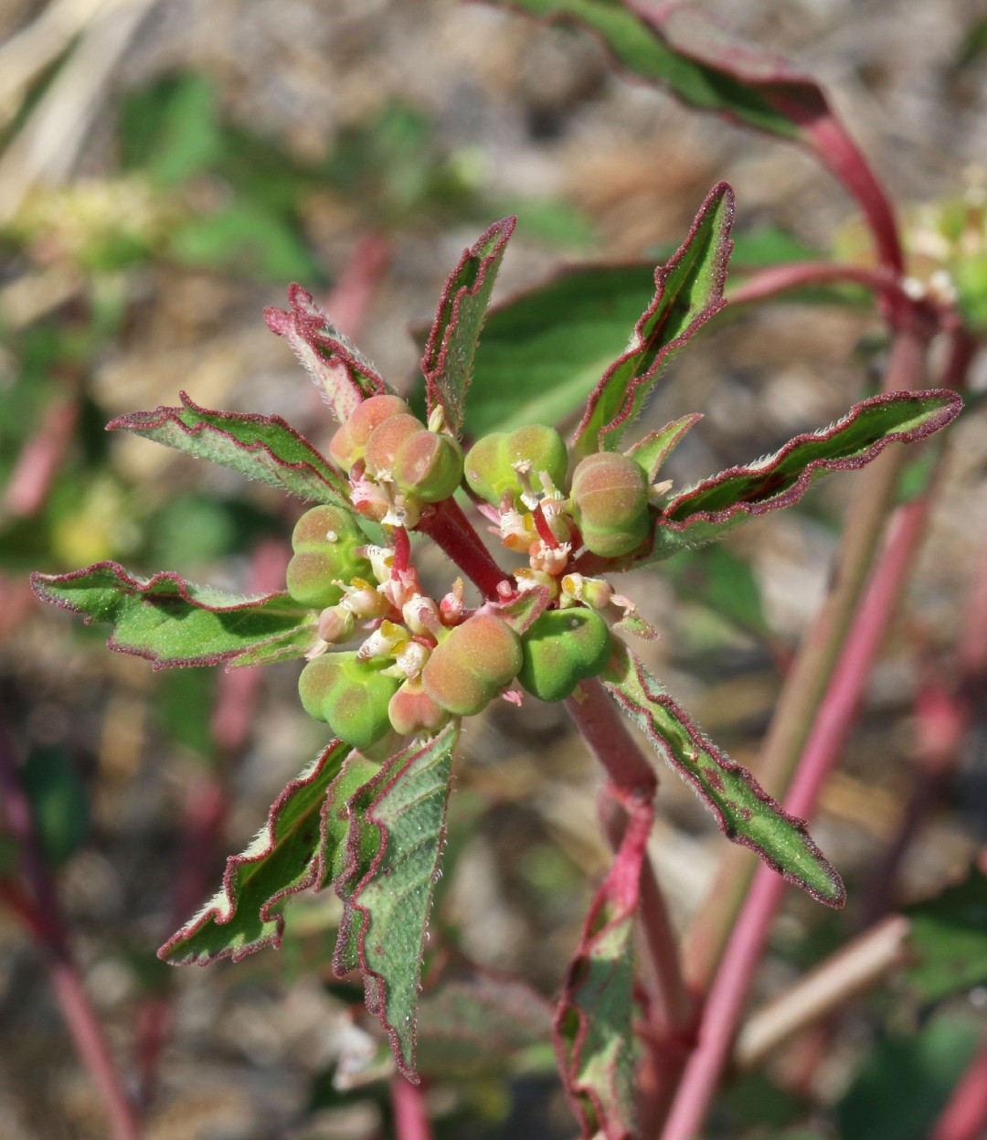 大戟屬 (Euphorbia) 照顧，種植，繁殖，開花時間 - PictureThis