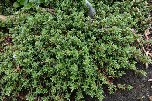 Crassula moschata PictureThis