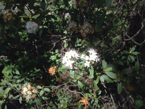 Alpenrose kleinbltige (Rhododendron micranthum) - PictureThis