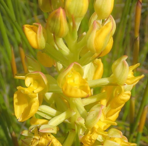 Ceratandra atrata PictureThis