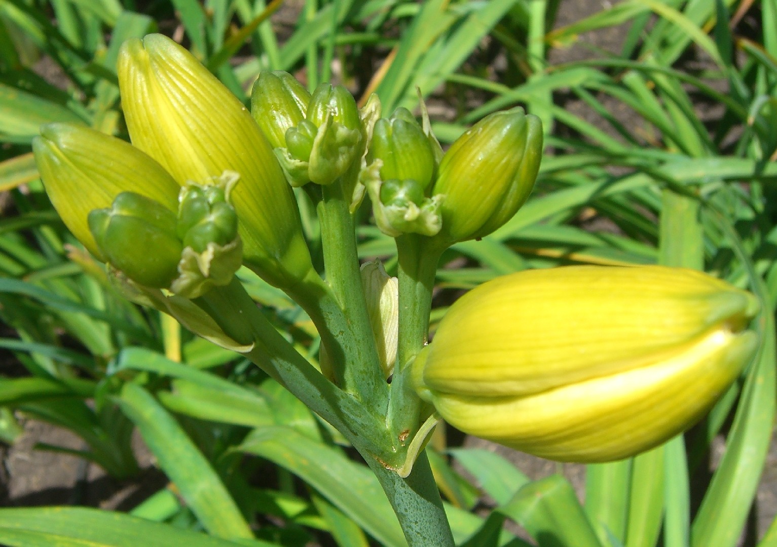 Azucena amarilla (Hemerocallis lilioasphodelus) - PictureThis