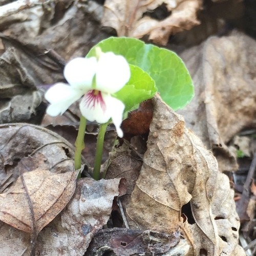 Violeta hoja de riñón (Viola renifolia) - PictureThis