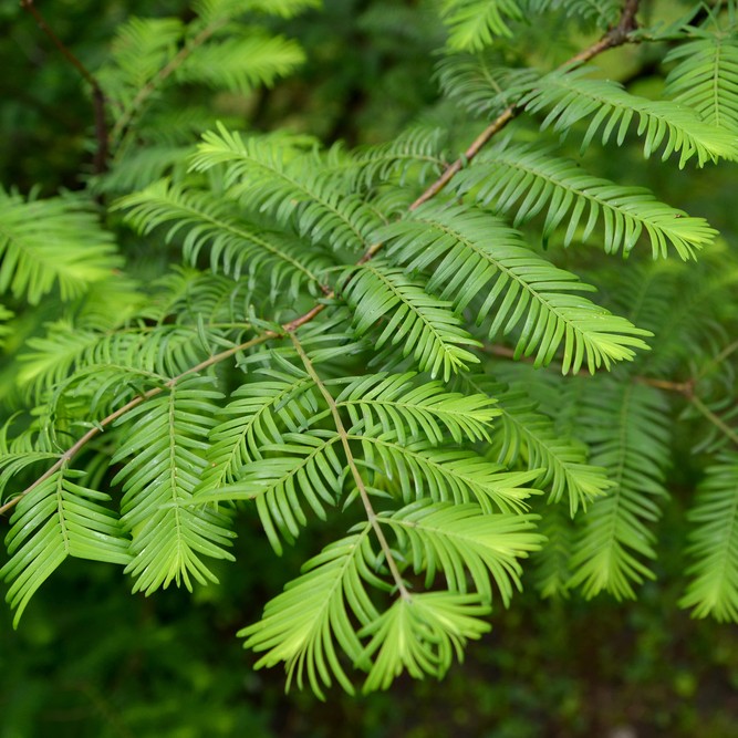 Metasequoia (Metasequoia)