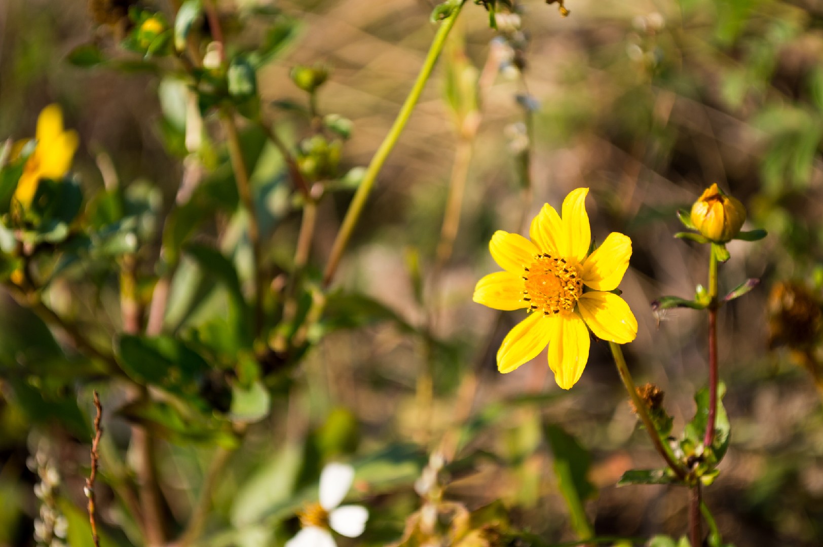 M Rasol Ror Bidens laevis - PictureThis
