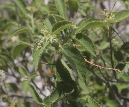 Salvia (Croton ciliatoglandulifer) PictureThis