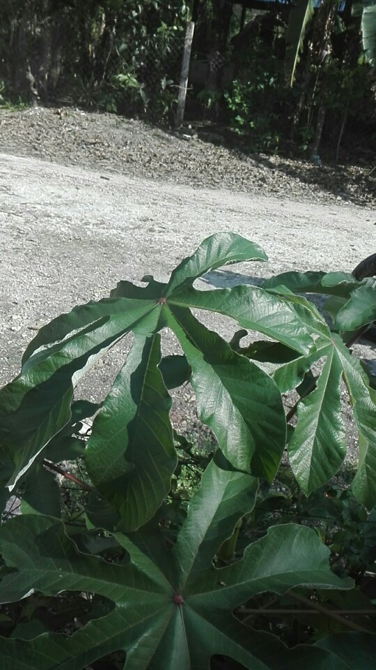 コロソではどんな花が夏に咲きますか Picturethis