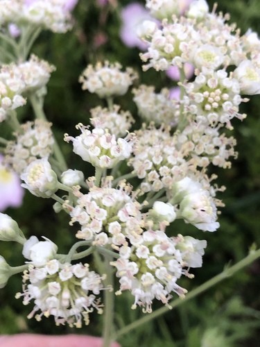 Hymenopappus artemisiifolius PictureThis