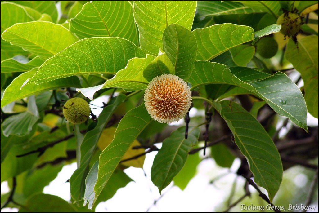 Nauclea orientalis PictureThis