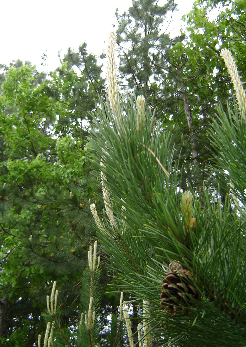 ヨーロッパクロマツ ヨーロッパ黒松 Pinus Nigra 花言葉 毒性 よくある質問 Picturethis