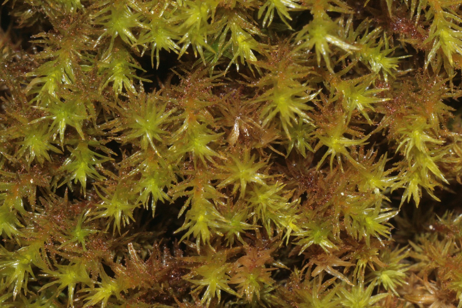 Orthotrichum lyellii PictureThis