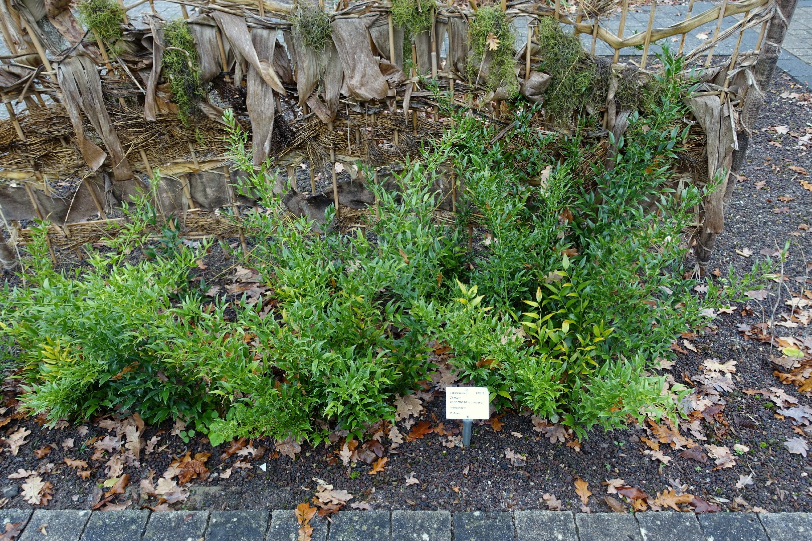 Danae Flower, Leaf, Care, Uses - PictureThis