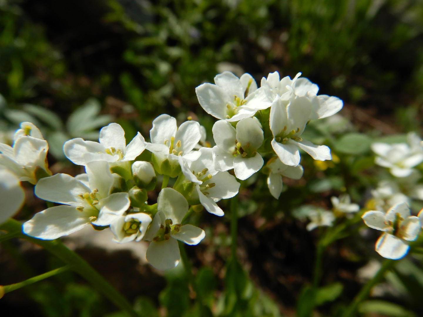 Fendlers pennycress (Noccaea fendleri) Flower, Leaf, Care, Uses