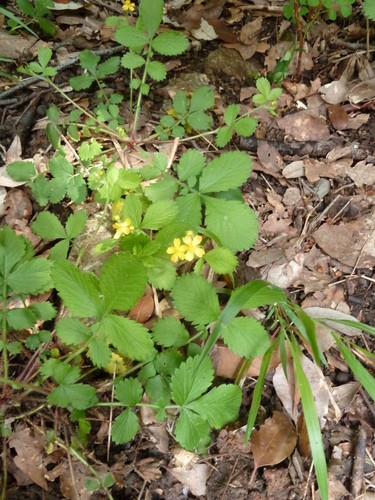 Aremonia PictureThis