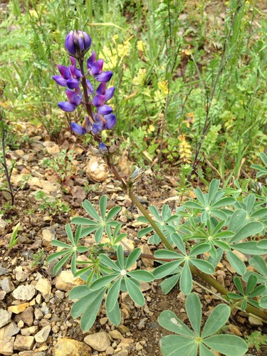 Lupinus succulentus PictureThis