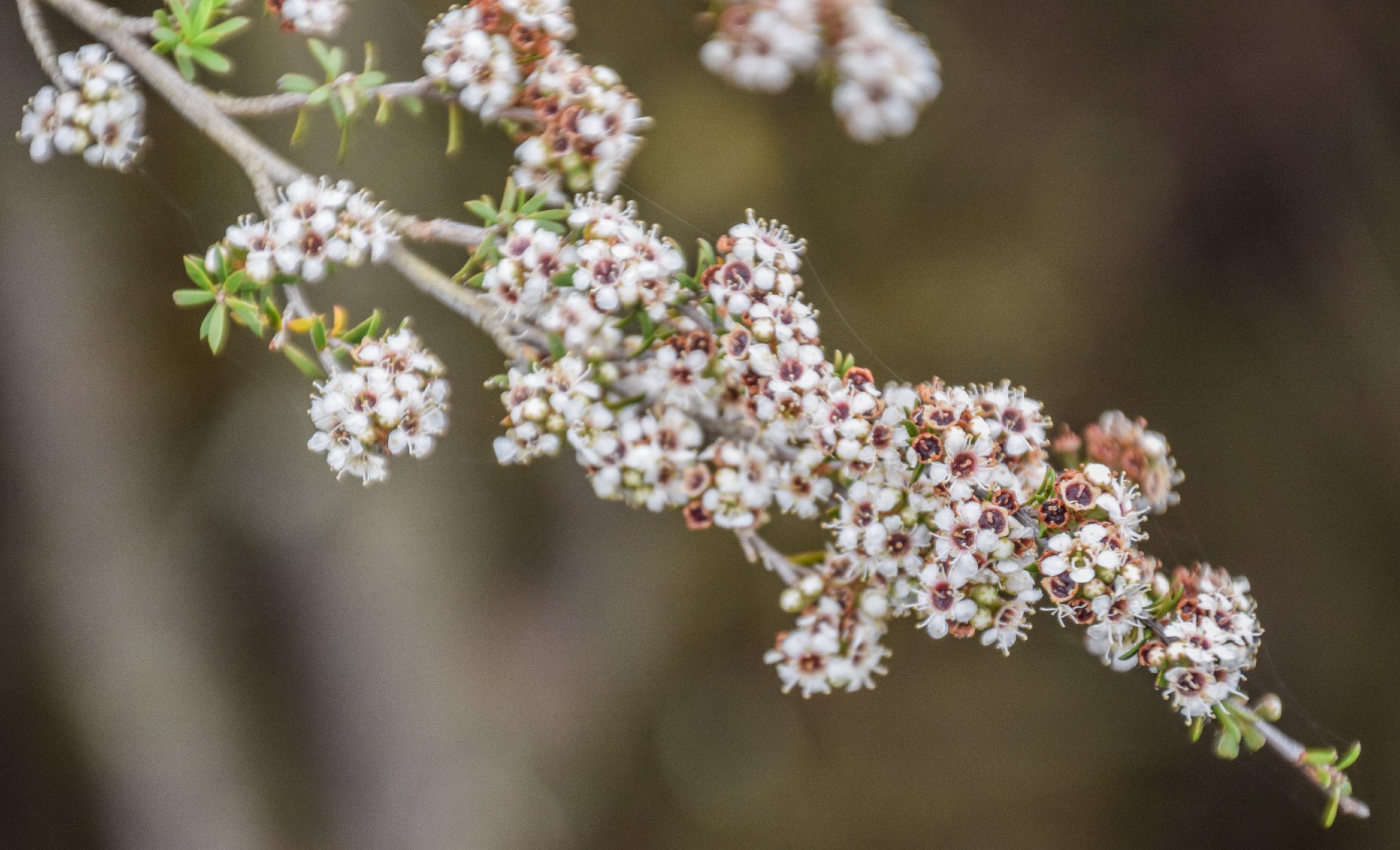 Kunzea ericoides PictureThis