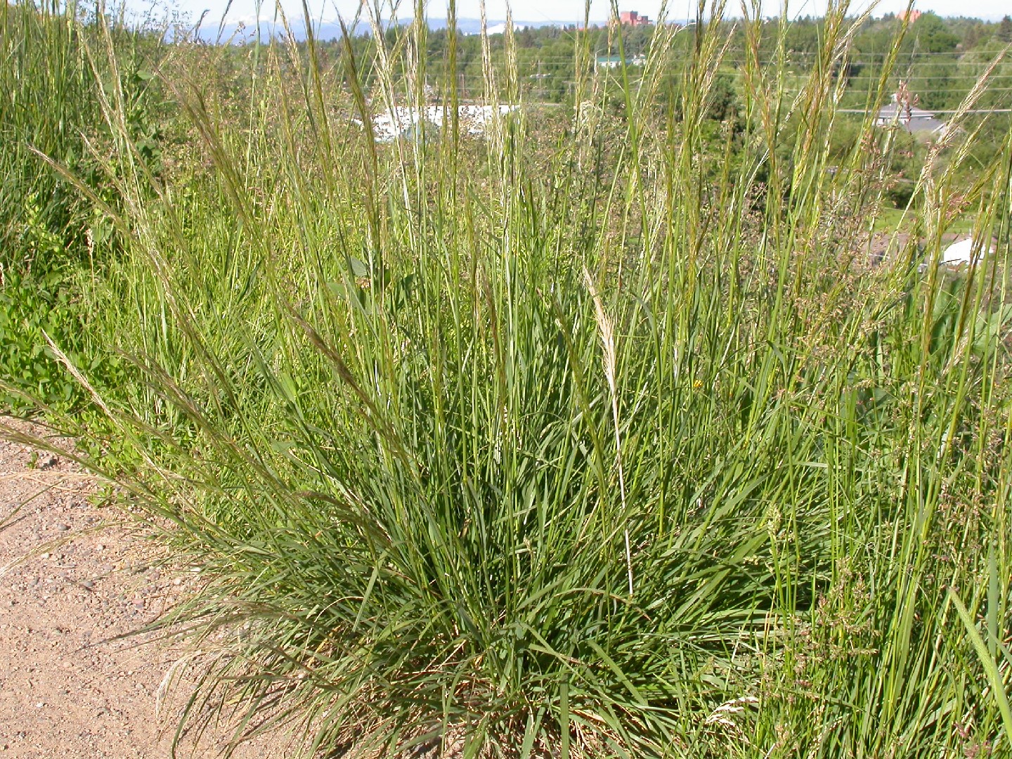 Green needlegrass (Nassella viridula) Flower, Leaf, Care, Uses
