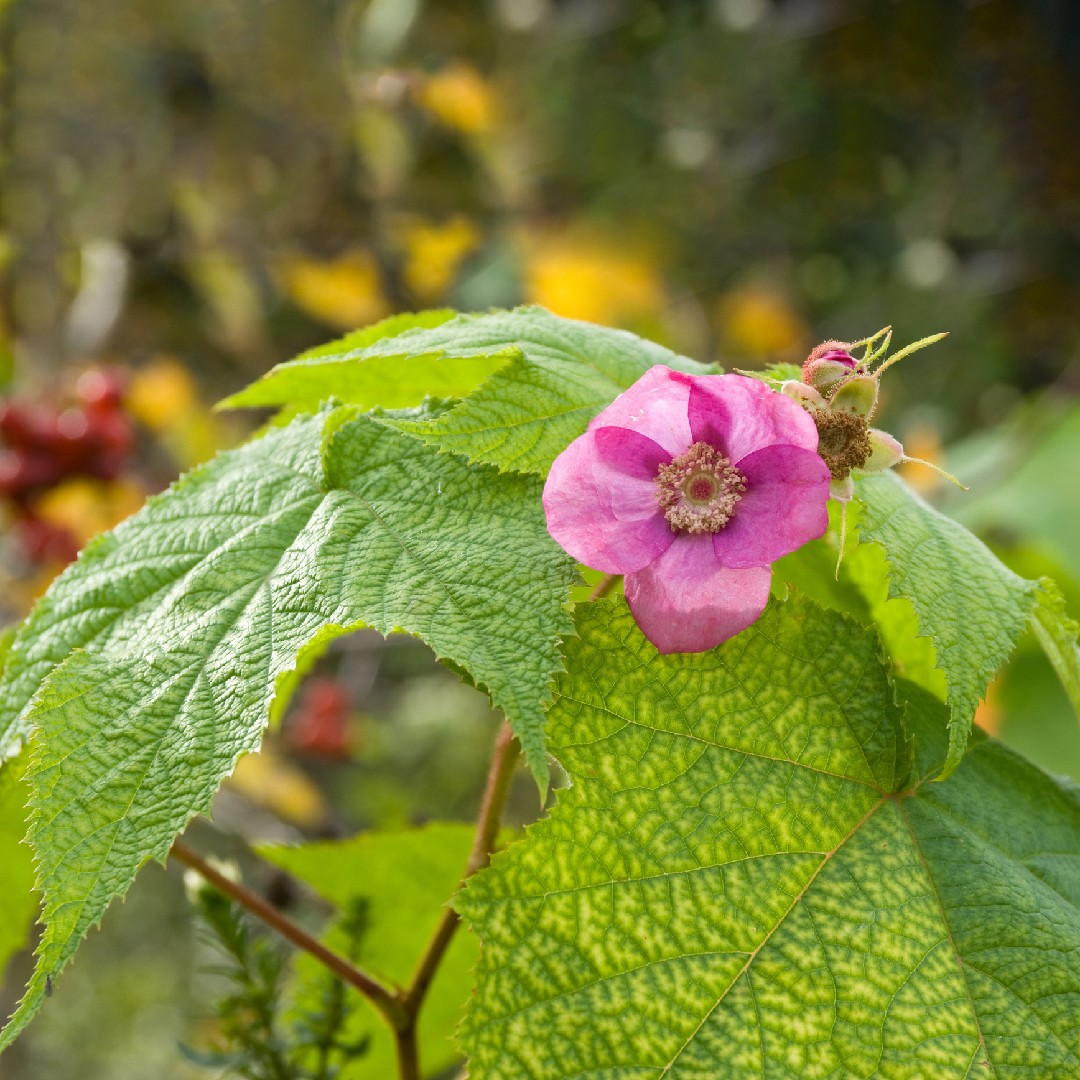 ハナイチゴ Rubus Odoratus 花言葉 学名 よくある質問 Picturethis