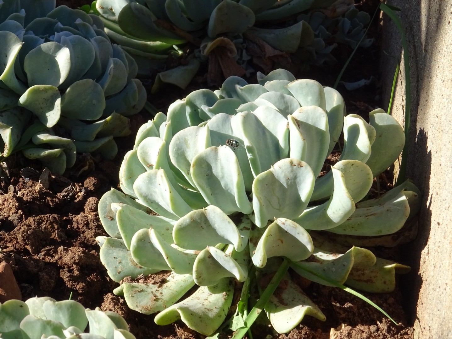 トップシータービー (Echeveria runyonii 'Topsy Turvy') - PictureThis
