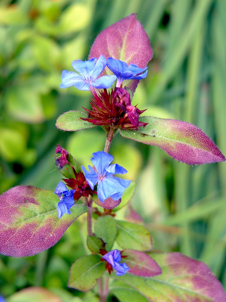 Kriechende Hornnarbe (Ceratostigma plumbaginoides) - PictureThis