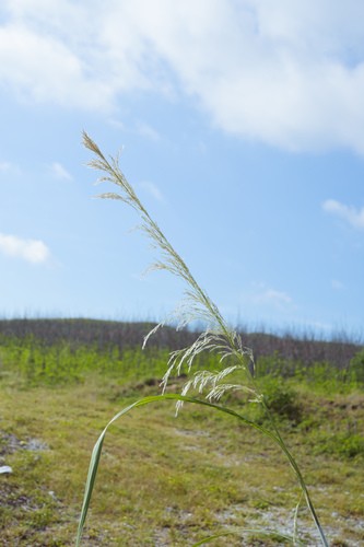 Saccharum spontaneum PictureThis