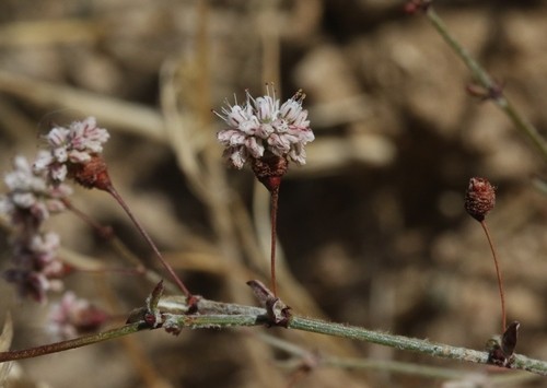 Eriogonum angulosum PictureThis