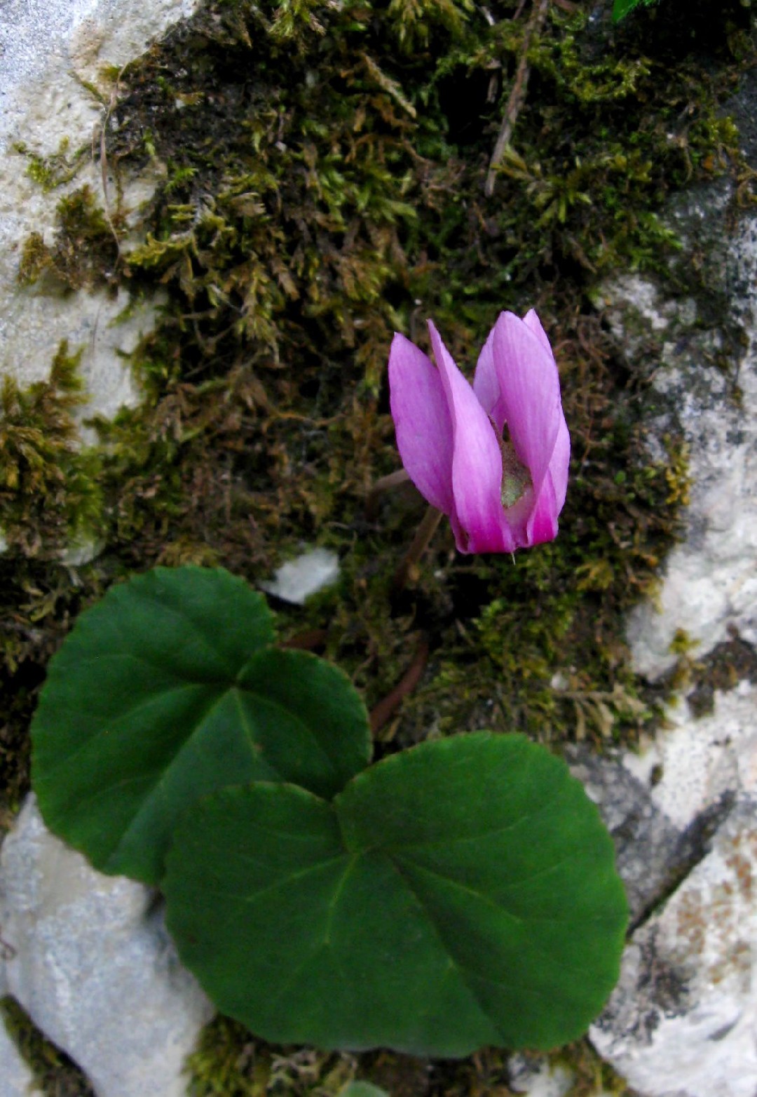 Ciclame (Cyclamen purpurascens) - PictureThis