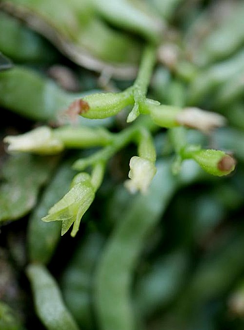 洋蘭原種(379) 無葉蘭　Taeniophyllum radiatum タエニロフィラム ラディアタム 蜘蛛蘭(Taeniophyllum glandulosum) - PictureThis